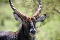 Portrait african of waterbuck in closeup Royalty Free Stock Photo