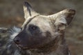 Portrait of African Wild dog