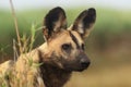 Portrait of African wild dog, African hunting dog, or African painted dog Lycaon pictus with green backround with green
