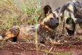 Portrait of African wild dog, African hunting dog, or African painted dog Lycaon pictus with green backround