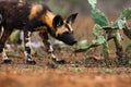 Portrait of African wild dog, African hunting dog, or African painted dog Lycaon pictus with green backround. Portrait of a dog Royalty Free Stock Photo