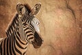 portrait of an African zebra. Generative AI Royalty Free Stock Photo