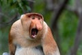 Portrait of aggressive Male Proboscis Monkey Nasalis larvatus Royalty Free Stock Photo