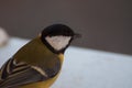 Portrait of an agile Great Tit