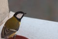 Portrait of an agile Great Tit waiting for food, resting on the plate