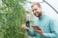 Portrait Of Agricultural Workers Checking Tomato Plants Using Di