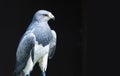 Close-up of a black-chested buzzard-eagle