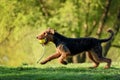 The portrait of Airedale Terrier Royalty Free Stock Photo