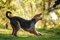 The portrait of Airedale Terrier Royalty Free Stock Photo