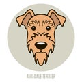 Portrait of Airedale Terrier Royalty Free Stock Photo