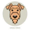 Portrait of Airedale Terrier