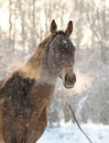 Portrait of akhal-teke horse