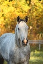 Portrait of akhal-teke horse in autumn