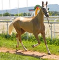 Portrait of akhal -teke horse, Caucasus.