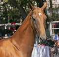 Portrait of a akhal-teke horse.