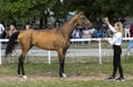 Portrait of a akhal-teke horse