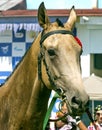 Portrait of akhal-teke horse