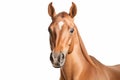 Portrait of Akhal-Teke horse on white background