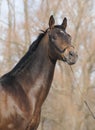 Portrait of Akhal-teke stallion Royalty Free Stock Photo