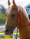 Portrait of akhal-teke stallion Royalty Free Stock Photo