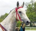 Portrait of akhalteke grey mare