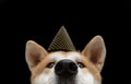 Portrait akita dog celebrating new year, birthday or carnival wearing a gold polka dot. Isolated on black background