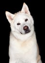 Portrait Of Akita Dog Royalty Free Stock Photo