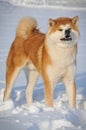 Portrait of Akita Inu