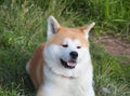 Portrait of an Akita inu dog on a green lawn background.