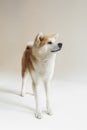 portrait Akita inu Dog, Japanese Akita dog Royalty Free Stock Photo