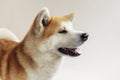 portrait Akita inu Dog, Japanese Akita dog Royalty Free Stock Photo