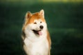 Portrait Akita Inu on a green background