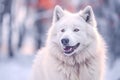 Portrait of Alaskan malamute dog with Ai Generated