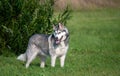 Portrait of an Alaskan Malamute dog in full growth, stands near a tall green bush Royalty Free Stock Photo