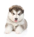 Portrait alaskan malamute puppy. isolated on white background Royalty Free Stock Photo