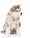 Portrait alaskan malamute puppy. isolated on white background Royalty Free Stock Photo