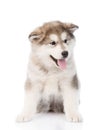 Portrait alaskan malamute puppy. isolated on white background Royalty Free Stock Photo