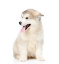 Portrait alaskan malamute puppy. isolated on white background Royalty Free Stock Photo