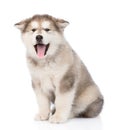 Portrait alaskan malamute puppy with open mouth. isolated Royalty Free Stock Photo