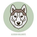 Portrait of Alaskan Malamute