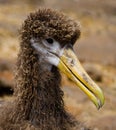 Portrait of an albatross chick. The Galapagos Islands. Birds. Ecuador. Royalty Free Stock Photo