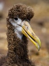 Portrait of an albatross chick. The Galapagos Islands. Birds. Ecuador. Royalty Free Stock Photo