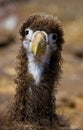 Portrait of an albatross chick. The Galapagos Islands. Birds. Ecuador. Royalty Free Stock Photo