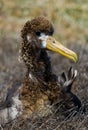 Portrait of an albatross chick. The Galapagos Islands. Birds. Ecuador. Royalty Free Stock Photo