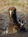 Portrait of an albatross chick. The Galapagos Islands. Birds. Ecuador. Royalty Free Stock Photo