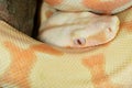 Portrait of a Albino Boa Constrictor