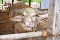 Portrait of albino buffalo Royalty Free Stock Photo