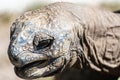 Head of Aldabran Giant Tortoise Geochelone gigantea Royalty Free Stock Photo