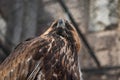 Portrait of an alert golden eagle sitting on the ground. Natural close-up of a bird of prey. Vulture or hawk Royalty Free Stock Photo