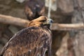 Portrait of an alert golden eagle sitting on the ground. Natural close-up of a bird of prey. Vulture or hawk Royalty Free Stock Photo